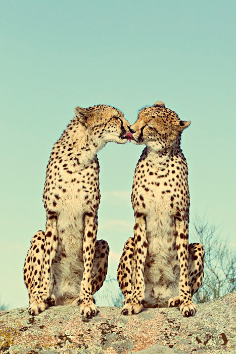 erros comuns ao escolher perfume feminino