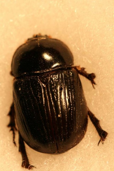 preço perfume black beetle alexandre j