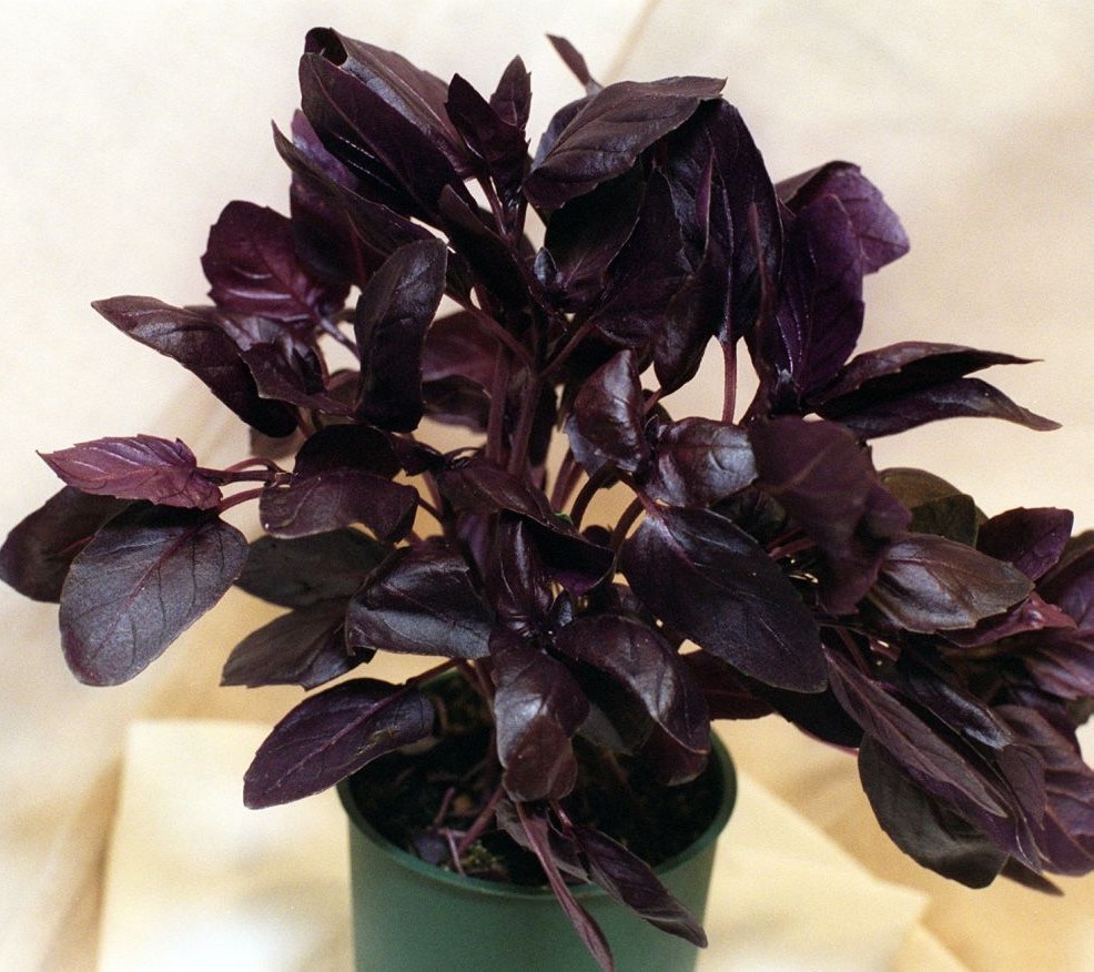 essencial roxo natura feminino inspiração