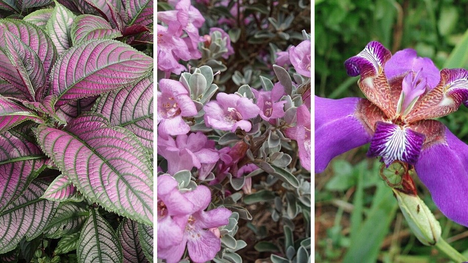 essencial oud vs essencial atrai qual o melhor