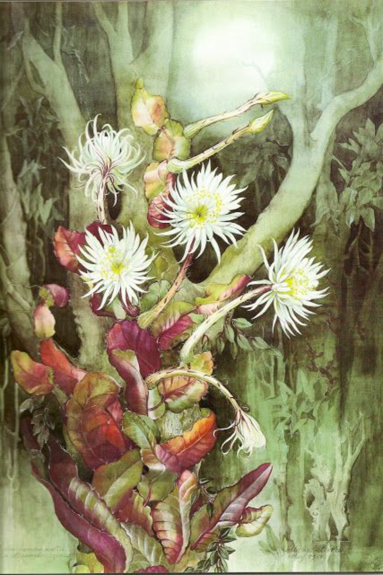 flor do luar natura ou kriska flores qual o melhor