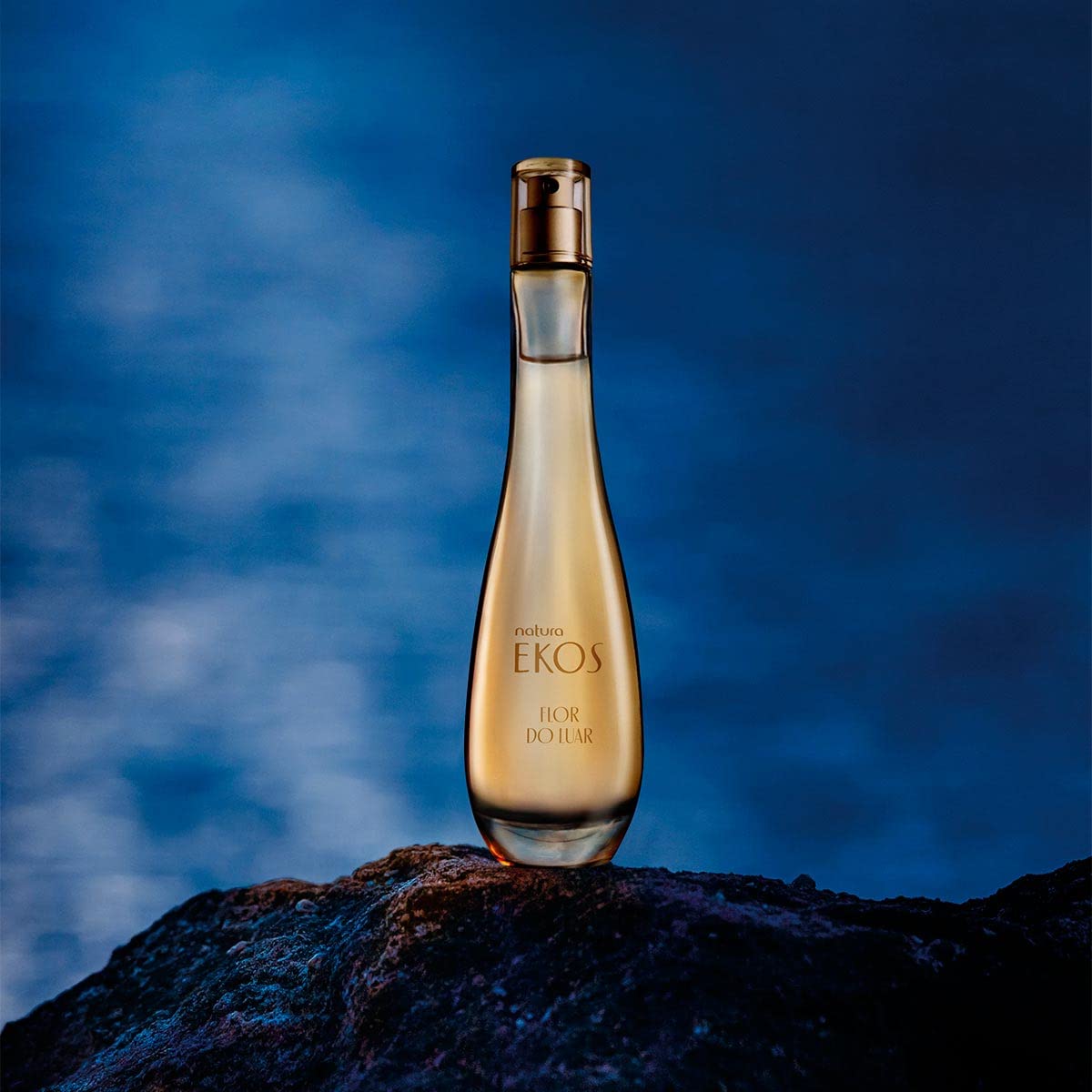 strophocactus wittii como cultivar em casa