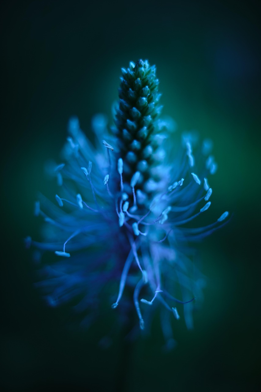 flor do luar natura ou kriska flores qual o melhor