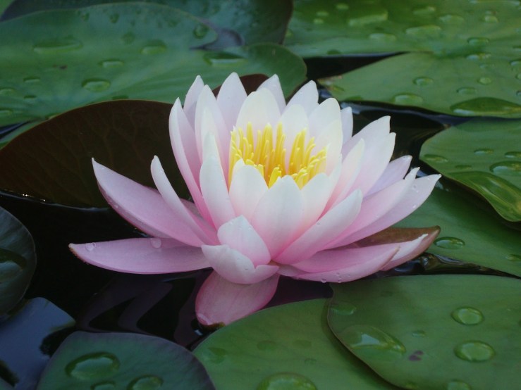 preço semente flor de lótus