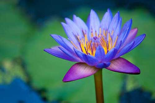 10 flores orientais para jardim significado