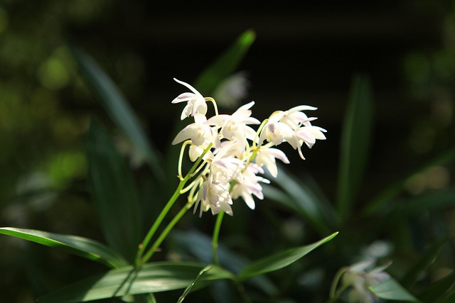 preço semente flor de lótus