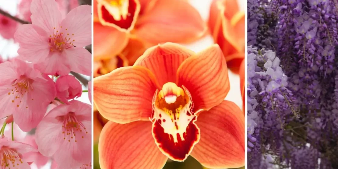 10 flores orientais para jardim significado