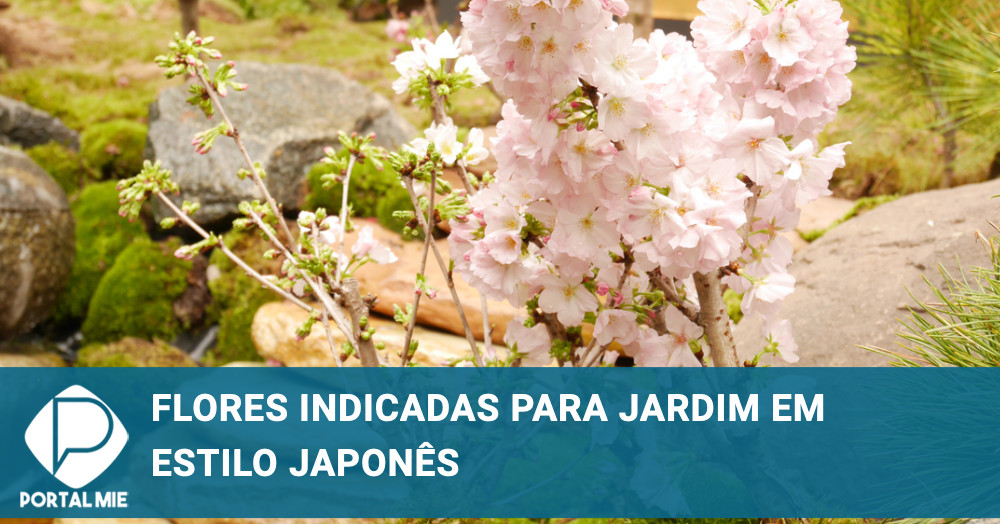 lírio oriental vs lírio asiático diferenças