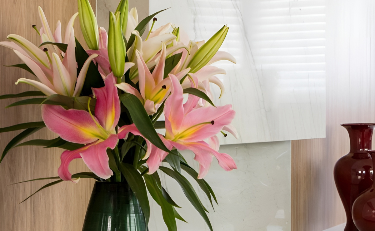 preço semente flor de lótus