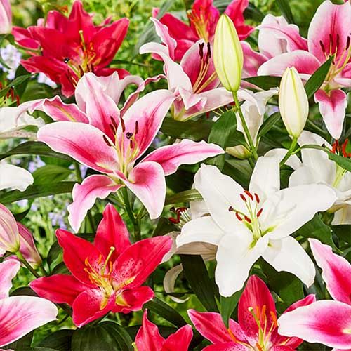 preço semente flor de lótus