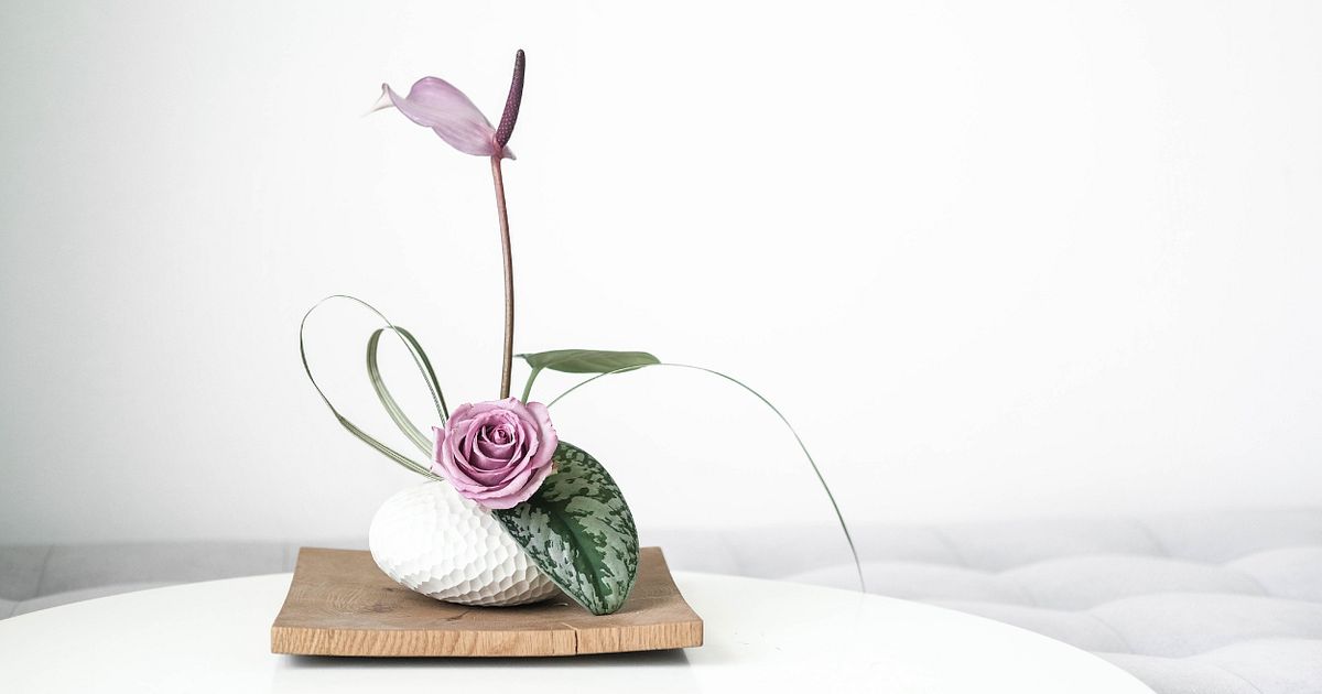 cuidados cultivo sakura vaso