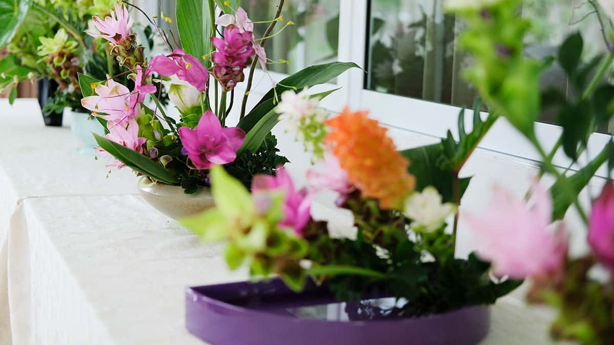 lírio oriental vs lírio asiático diferenças