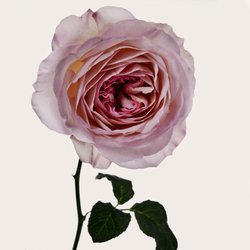 preço perfume l amour fiorucci 90ml