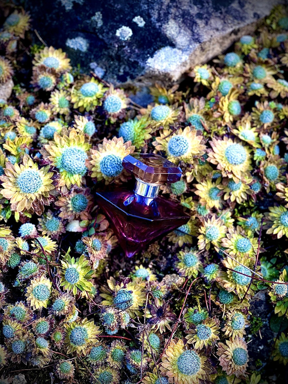 preço la nuit tresor a la folie original