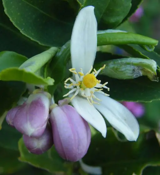 custo benefício cultivo flor limão siciliano