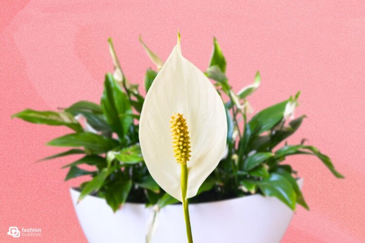 lirio de oxum murchando o que fazer