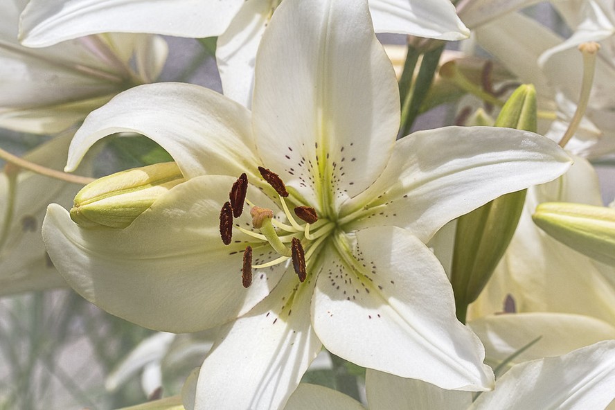 lirio de oxum murchando o que fazer