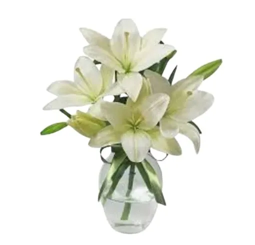 lirio de oxum vs lirio da paz diferenças