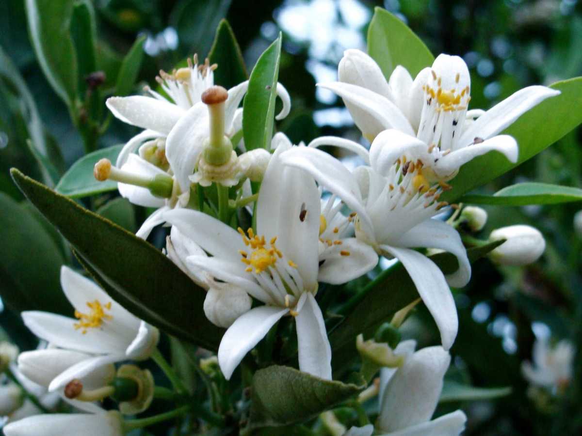 melissa e flor de laranjeira para ansiedade