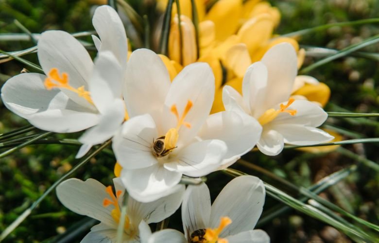 melissa e flor de laranjeira