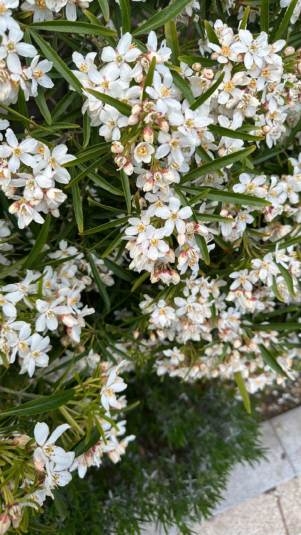 melissa vs flor de laranjeira para dormir